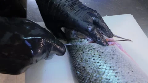 Close-up of chef slicing fresh trout fish with a knife on white cutting board Stock Footage 314445403