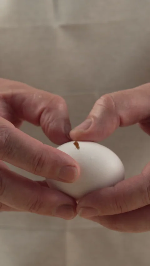 A close-up of a chef's hands cracking a fresh chicken egg with a knife. The.. Stock Footage 343254015
