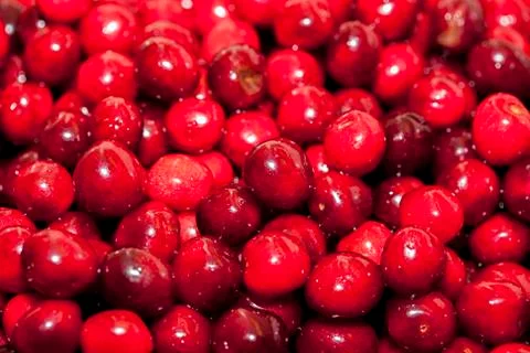 Close up of cherries Photos