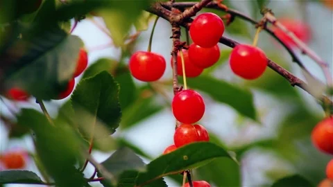 Close up of cherries on their tree Stock Footage 78739775