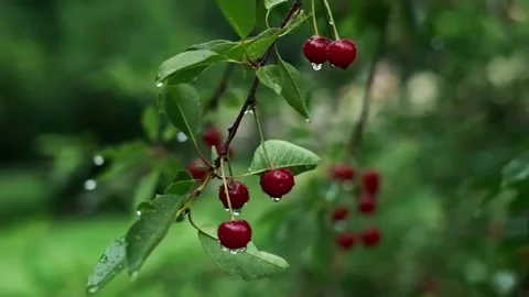 Close-up of cherries on the tree, farm produce and naturalness, non-GMO, cherry Stock Footage 277643147