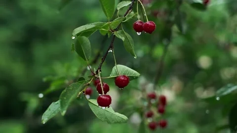 Close-up of cherries on the tree, farm produce and naturalness, non-GMO, cherry Stock Footage 277643149