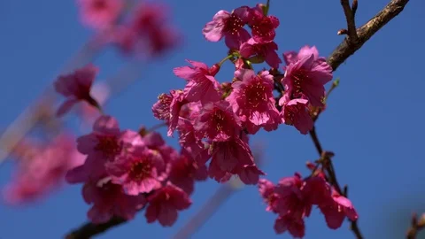 Close up cherry blossom are blooming Stock Footage 100893363