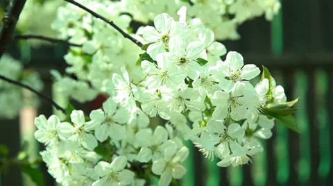 Close up of cherry blossom bloom Stock Footage 37229275