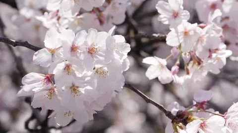 Close up of cherry blossom blooming with sunlight Stock Footage 123574057