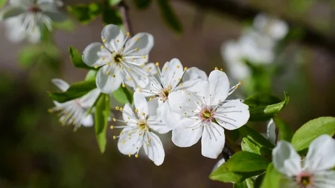 Close-up of cherry blossom on blurred background Stock Footage 74803613