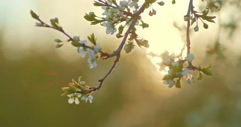 Close-up, cherry blossom branch. White buds bloom in the sun. Beautiful cherry Stock-Footage 194587948