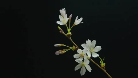 Close-up of Cherry Blossom Branch with White Flowers Against Black Background Stock Footage 337404642