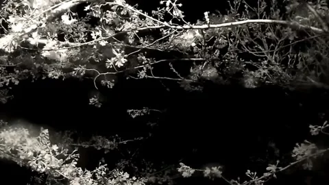 Close Up of Cherry Blossom Branches and Flowers at Night Stock-Footage 332963315