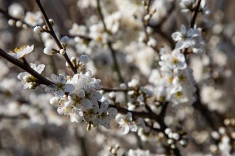 Close up of cherry blossom branches Stock Photos