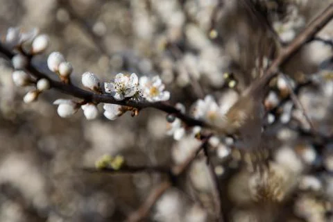 Close up of cherry blossom branches Stock Photos