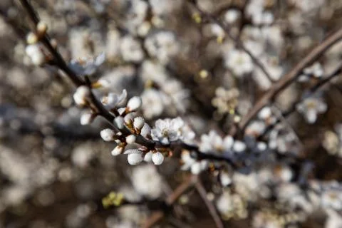 Close up of cherry blossom branches Stock Photos