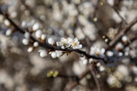 Close up of cherry blossom branches Stock Photos