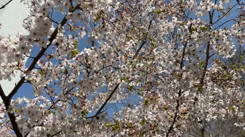 Close up of cherry blossom branches swaying in the spring breeze Stock Footage 334219993