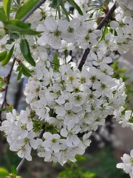 Close-Up of Cherry Blossom Cluster Stock Photos