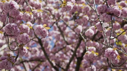 Close up of cherry blossom flower in front of a building in Bonn, Germany Video stock 155479660