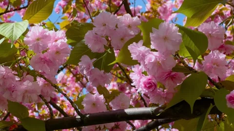 Close up of cherry blossom flowers and green leaves in spring Stock Footage 346544234