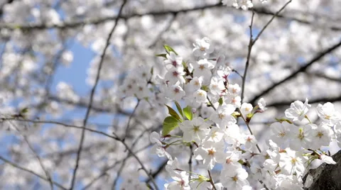 Close-up of Cherry Blossom 動画素材 3980431