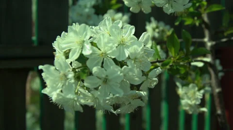 Close up of cherry blossom Stock Footage 37229010