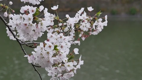 Close up of cherry blossom Stock Footage 86307454