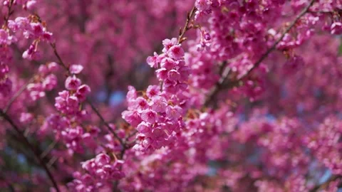 Close up of cherry blossom Stock Footage 329671567