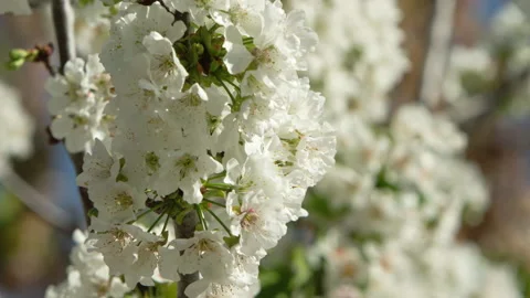 Close-up of cherry blossom moved by the wind Stock Footage 214367312