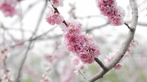 Close Up Cherry Blossom or Sakura Flower Blooming Stock Footage 128679565