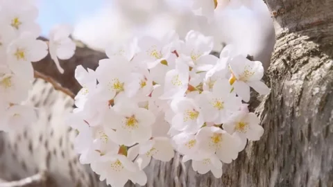 Close Up of Cherry Blossom Petals Moving in Breeze Stock Footage 294409227