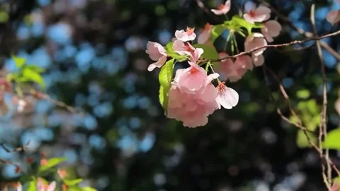 Close Up of Cherry Blossom Petals Moving in Breeze Stock Footage 294409272