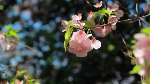 Close Up of Cherry Blossom Petals Moving in Breeze Stock Footage 294410195
