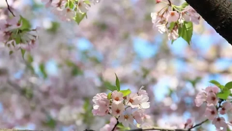 Close Up of Cherry Blossom Petals Moving in Breeze Stock Footage 294410801