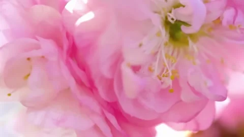 Close Up of Cherry Blossom Petals Moving in Breeze Stock Footage 294410898
