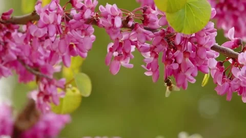 Close Up of Cherry Blossom Petals Moving in Breeze Stock Footage 294411050