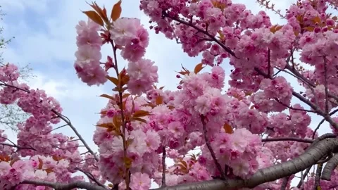 Close Up of Cherry Blossom Petals Moving in Breeze Stock Footage 294411073