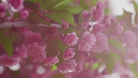 Close Up of Cherry Blossom Petals Moving in Breeze Stock Footage 294411468