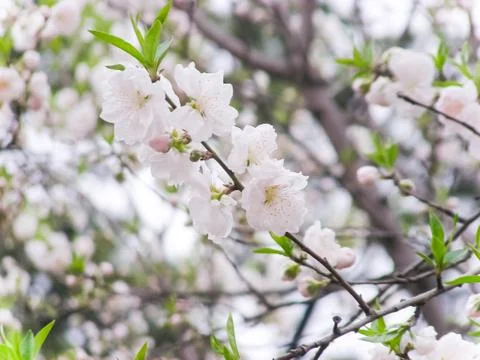 Close Up Cherry Blossom Stock Photos