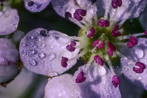 Close up of a Cherry Blossom Foto stock