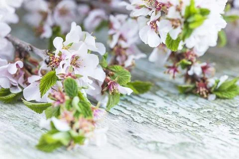 Close up for cherry blossom Stock Photos