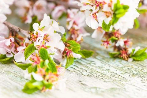 Close up for cherry blossom Stock Photos