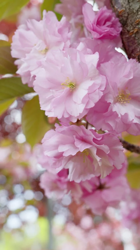 Close-up of cherry blossom (sakura) branches in spring Stock Footage 308515383