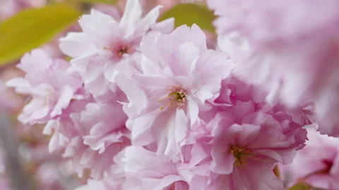Close-up of cherry blossom sakura branches in spring Stock Footage 308524751