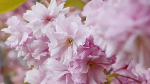 Close-up of cherry blossom (sakura) branches in spring Stock Footage 308525070