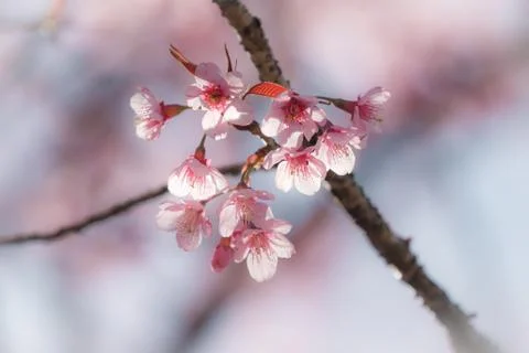 Close up cherry blossom with soft background Stock Photos