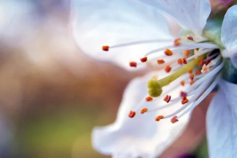 Close-up Cherry Blossom. Soft focus background Foto stock