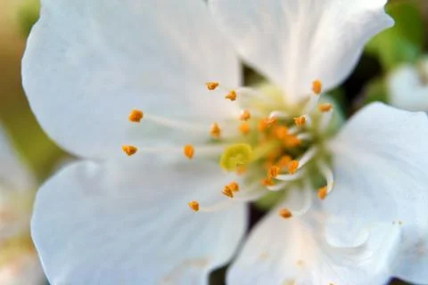 Close-up Cherry Blossom. Soft focus background Foto stock