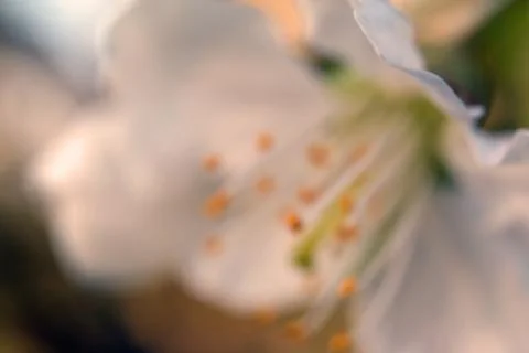 Close-up Cherry Blossom. Soft focus background Stock-Fotos