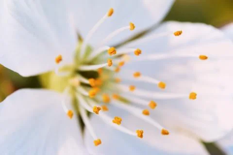 Close-up Cherry Blossom. Soft focus background Stock Photos