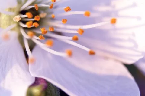 Close-up Cherry Blossom. Soft focus background Stock Photos