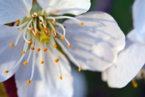 Close-up Cherry Blossom. Soft focus background Stock Photos