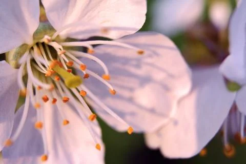 Close-up Cherry Blossom. Soft focus background Stock Photos